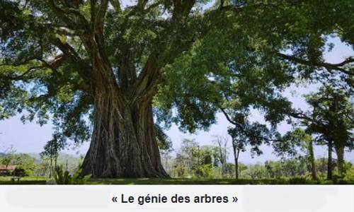 " le Génie des Arbres "