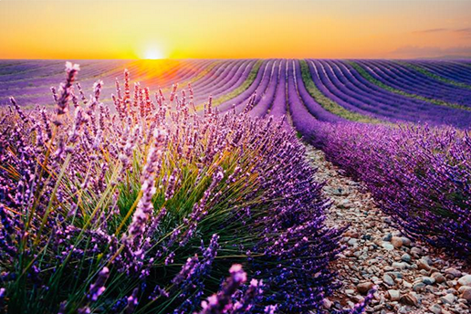 Lavande et coucher de soleil