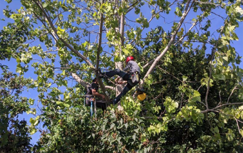 Formation au travail sécurisé dans les grands arbres