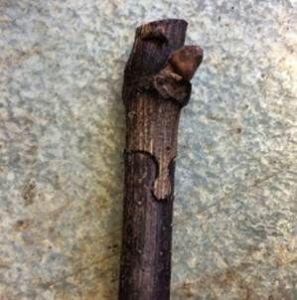 Tige de vigne greffée