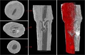 Rendu 3D de l’architecture du réseau hydraulique d’une tige de vigne au niveau de la greffe