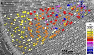 Approche multispectrale par combinaison de la microtomographie X  avec des coupes cytologiques Lemaire et al 2021 (Tree Physiol)