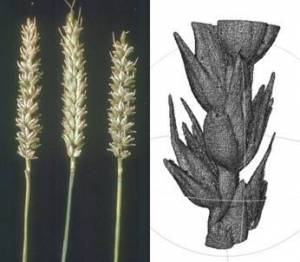 Structure de l’épi de blé par microtomographie X