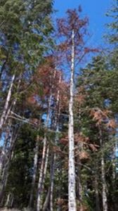 Arbres