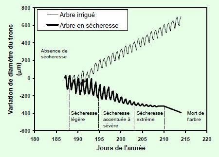 Graphiques sur les variations du diamètre des branches