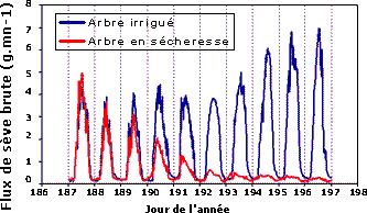 Evolution du flux de sève brute sur 10 jours