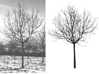Comparaison entre photo et image virtuelle d'un arbre